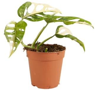 Bloomique - Monstera adansonii ‘Variegata’ - Monkey Mask - Planta de interior rara - Apta como trepadora - Purificadora - 20-25 cm - Maceta 12 cm