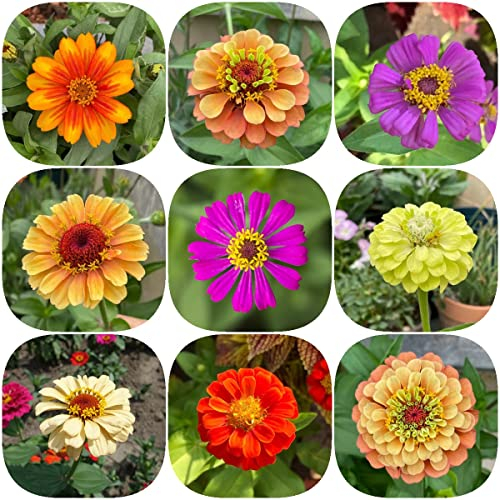 zinnien winterhart samen - Seltene Pflanzen serie - wildblumenmischung winterharte pflanzen für garten pflanzensamen zimmerpflanzen wildblumenwiese saatgut mehrjährig 650 Stück