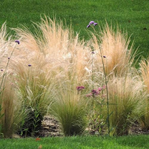 20 pcs federgras pflanze samen gewächshaus balkon mini garten,Stipa tenuissima,Ziergras ziergräser balkonpflanzen winterhart ausgefallene geschenke pflanzensamen zimmerpflanzen topfpflanzen