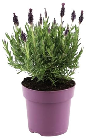 Plant in a Box - Lavande papillon - Lavandula stoechas 'Anouk' - Hauteur 25-35cm - Pot 15cm - Arbuste Compact et Résistant - Pourpre
