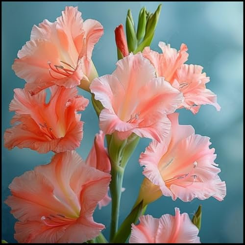 Gladiolus Bulbs.Strong Plants That Grow Well Mix Golden Jade Carving Feels Beautiful//。（CXXFGFT）.-3 Bulbs-D
