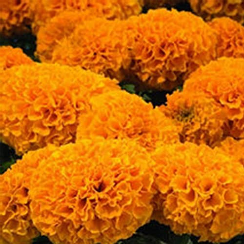 Marigold Seeds - Discovery Series - Orange - 25 Seed Packet - Tagetes erecta - Non-GMO, Open Pollinated - Flower Gardening