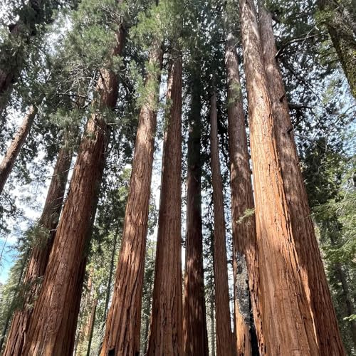 sequoia gigante - arredamento del soggiorno decorativi giardino giardino roccioso balcone varietà antiche biologiche in vaso raro 150semi