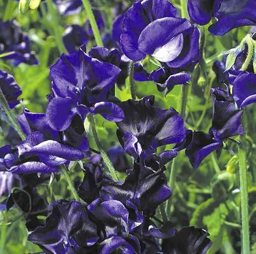 Sweet Pea Navy Blue 25 Seeds + Freebie + Plant tag Lathyrus odoratus