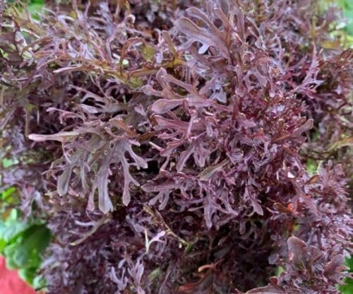 Buy4seeds 20 Seeds Mustard Red Frills. Japanese Asian Spinach Leaf Salad Vegetable Seeds Easy to Grow
