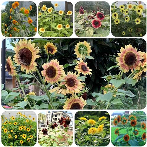 semillas de girasol, resistentes en girasoles de perennes decorativas para balcón resistentes para el jardín 60pcs