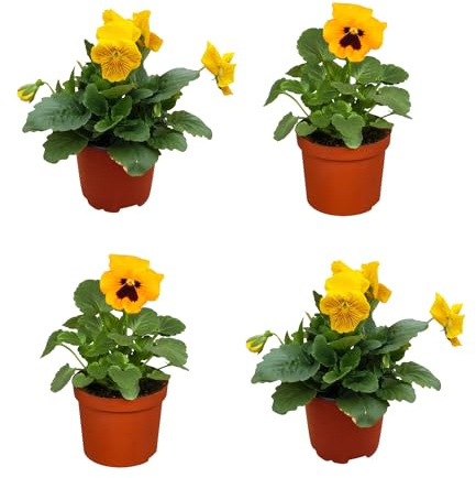 CUATRO Unidades de Pensamientos Plantas Naturales Perfectas para Decorar tu Hogar