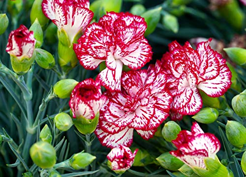 Riesen Chabaud-Nelken 50 Samen - duftende,blüht von Juli bis zum Frost.