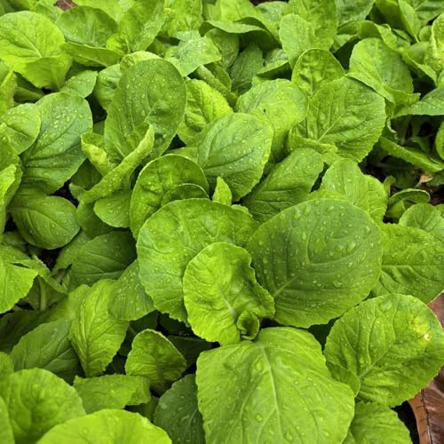Semillas de pak choi, col con mostaza china de interior balcón resistentes jardín rocas orgánico 100pcs