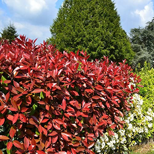 Carbeth Plants 6 x Photinia Red Robin Plants in 9cm Pots - Evergreen Hedging Shrubs Ready to Plant - Approx 2.5m Coverage - Fast Growing Garden Hedge