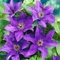 GardenersDream Clematis 'The President' - Kletterpflanzen Winterhart - Clematis Kletterpflanze Blau-Violett - Climatispflanze für Garten Pflanzen - Ranken Pflanzen Mehrjährig