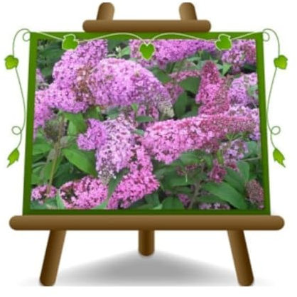 EURO PLANTS VIVAI Buddleja Davidii Rosa (Pianta della Farfalla) Vaso ø 18 cm Altezza 40-50 cm