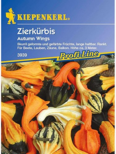 Cucurbita pepo Zierkürbis Autumn Wings Mischung