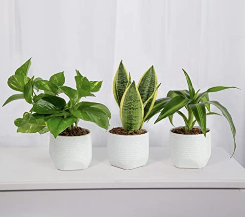 Air Purifying Plant Collection 3 Indoor HousePlants Snake Plant, Devils Ivy, Dracaena, Perfect for Cleaning Air at Home and Office, 3X 9cm Pots