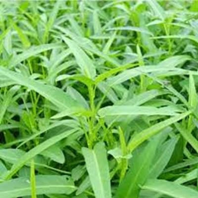 New Fresh 60pcs Tarragon Plant Seeds