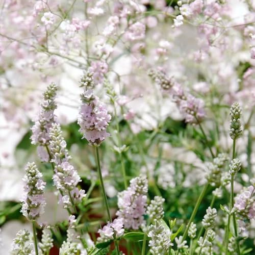 semi di lavanda biologici decorazione del balcone in vaso, resistenti giardino 150pcs