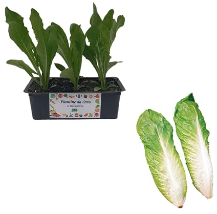 P. Piantine da Orto | Radicchio Pan di Zucchero, Kit 9 Piantine, Pianta Pronta per il Trapianto, Pianta Vera da Orto, da Balcone e da Esterno, Vivaio Italiano
