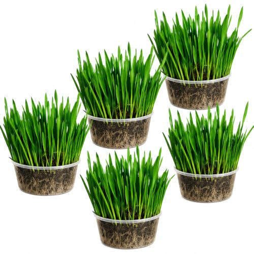 Ambrozia NP Cat Grass Kit x 5pack mix (Wheat, Oat, Rye and Barley)