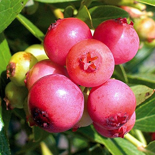 Blueberry Pink Lemonade Plant Late Summer Variety with Sweet Pink Fruit Ideal for Patio and containers Grown in 9cm Square Pot