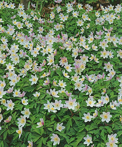 10 Buschwindröschen Anemone nemorosa 10 Wurzelstücke Winterhart Staude