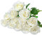 Woltoy 12 Pcs Künstliche Rosen, Weiß Künstliche Blumen Gefälschte Rosen Seide Kunstblumen Weiß für Garten, Hochzeitsfeier, Drinnen und Draußen