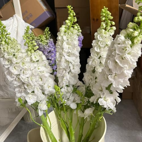 semi resistenti del delphinium, delphinium da balcone resistenti, Decorazione da giardino per esterno, balcone 350pcs