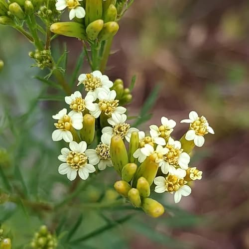 Semillas de huacatay, Tagetes minuta, lugares soleados Caléndula gigante resistentes jardines de rocas raras primavera decoración semillas 100pcs