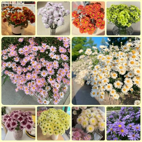 Semillas de margarita - silvestres Bellis perennis - semillas de pradera 800pcs