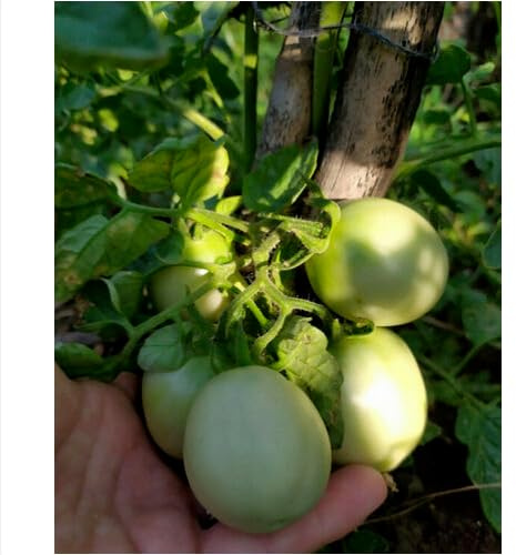 30 SEMI- POMODORO SICCAGNO SICILIANO, NON HA BISOGNO DI ACQUA semi freschi