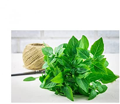 Sachets de graines de Basilic Citron- Plante Aromatique- Les Graines Bocquet