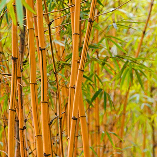 100 Stück Bambus Samen Winterhart, Bambus Pflanze Samen, Blumensamen für Garten und Balkon,Garten Blumen, Ideale Garten Pflanzen, Balkon Pflanzen (Orange)