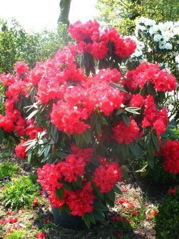 Rhododendron Wilgens Ruby 40-50 cm hoch im 5 Liter Pflanzcontainer