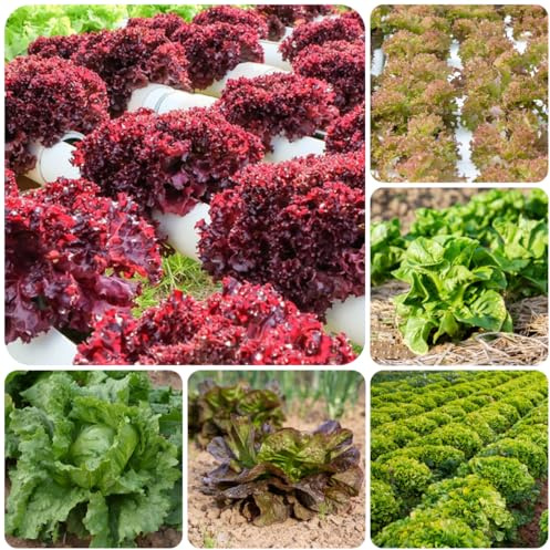 semillas de lechuga recogiendo lechuga - lechuga - exóticas resistentes, decoración de jardín para exterior, variedades 50pcs