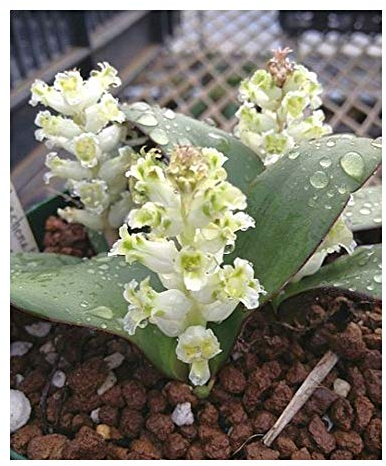 Lachenalia congesta - Hyazinthe - 10 Samen