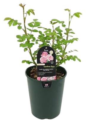 Rosal Arbustivo Rosa Natural Planta de Primavera para un Jardín Vibrante