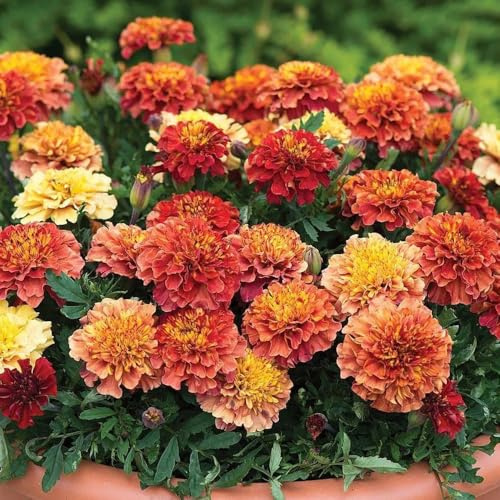semi di tagete perenne di recisi di calendula, tagetes patula, primaverile, selvatici resistenti all'esterno, ombra 600pcs