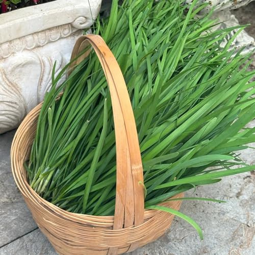 Semi di cipollina resistenti, Allium tuberoso, semi di antichi invernali balcone rare 400pcs