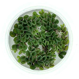 Asian Watermoss, Salvinia cucullata, Live Aquarium/Aquatic/Freshwater/Floating/Pond Plant, Planted Tank, Aquascaping by Aquarium Plant Center (12 Plants)