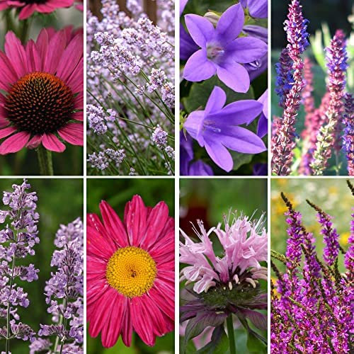 Cottage Garden Plants Perennials Great Value Nurseryman’s Choice Our Selection of Reliable Pretty Plants Easy to Grow Your Own Garden Flowers 1 x 9cm Potted Plants by Thompson and Morgan (1)