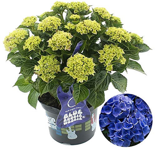 Hydrangea Blue Boogiewoogie Garden Shrub | Deciduous Potted Plant | 1.5-2.5ft