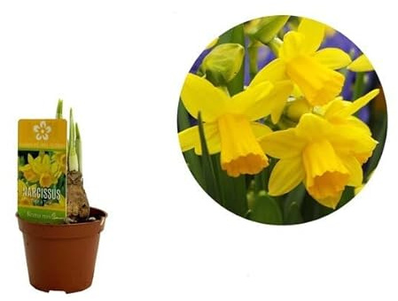 Flor de Narciso Amarillo Planta Natural Bulbos de Narciso