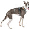 3-Punkt-Gurt mit Anti-Ziehen, ideal für Lebreles: Italienischer Windhund, Whippet, Windhund, Podenco - sicher, atmungsaktiv und langlebig, perfekt zum Wandern, Training und Laufen, Anthrazit, XS