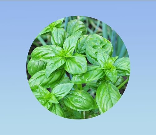 20 graines de Basilic Feuille de laitue - Grosses Feuilles - herbe aromatique