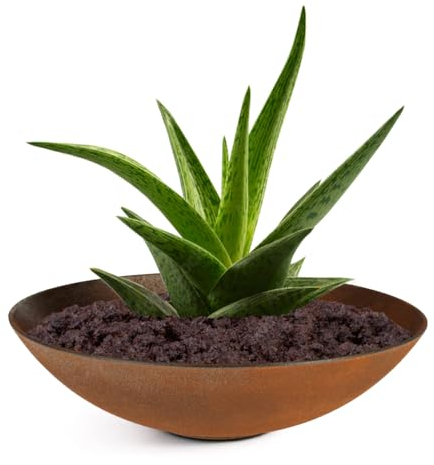 matches21 Bac à plantes résistant aux intempéries pour l'extérieur – Grand bol décoratif aspect métal rouille comme bac à fleurs – Bac de jardin plat de 28 cm pour fleurs, bonsaï ou cimetière – Bijou