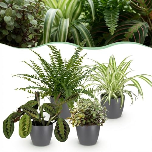 Green boutiQ - Plante d'intérieur - Chlorophytum - Maranta - Calissia - Nephrolepsis - Mix de 4 - Plantes Amicales pour Animaux - Vert - 4 Plantes - avec Pot Gris - Pot 12cm - Hauteur 25cm