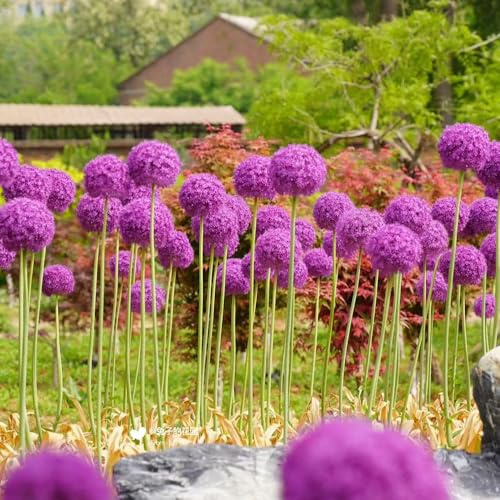 bulbi di allium - allium giganteum - arredamento del soggiorno aglio ornamentale bulbosi tappezzanti da balcone resistenti, serra da 5pcs