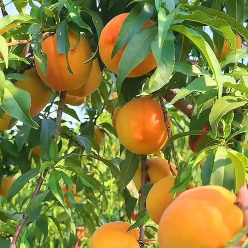 Pfirsichbaum samen pfirsich Seltene Pflanzen Serie baumsamen obstbaum exotische früchte obstbäume obstpflanzen bonsai samen frücht heilpflanzen Obstbaumsamen, Fruchtplantage alte 16pcs