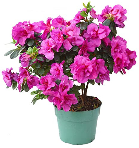 Flor Azalea PREMIUM Planta con Muchas Flores de Colores