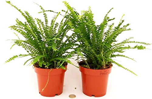 POWERS TO FLOWERS - FELCE DA MURO, 2 PIANTE, PIANTE PURIFICA ARIA, in vaso 12 cm, piante vere