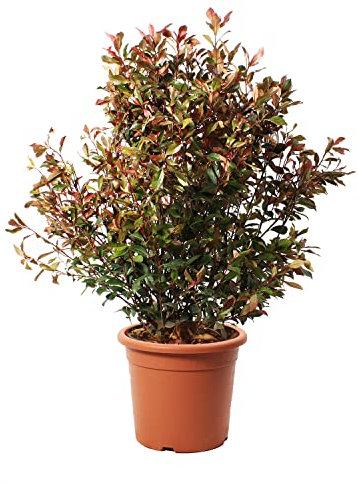 KENTIS - Photinia Fraseri Robusta Compacta - Plante de Photinia - Vraies Plantes d'Extérieur Résistantes - Plante de Haie - H 125-150 cm Pot de Culture Ø 30 cm